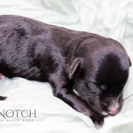 Girl 3 - Black and white female Portuguese Water Dog puppy in Asheville, North Carolina from Top Notch Portuguese Water Dogs