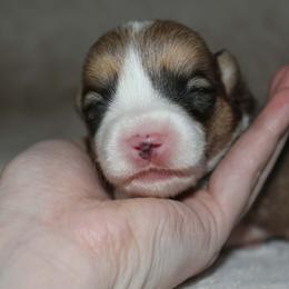 Tahini - Sable male Pembroke Welsh Corgi puppy in Washington from Castle View Royal Rumps