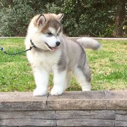 Alaskan Malamute Puppies from Onak Alaskan Malamutes