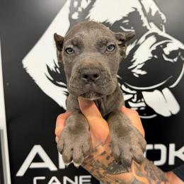 Female 5 - Gray brindle female Cane Corso puppy in Cashion, Oklahoma from APEXOK Cane Corsos LLC