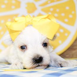 Dixie - Liver female Miniature Schnauzer puppy in Antlers, Oklahoma from Rocking H