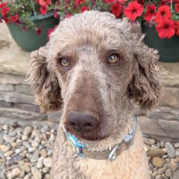 Goldendoodles and Poodles from Harrington Doodles & Poodles