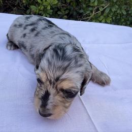 Girl 2 - Dapple female Dachshund puppy in Hanford, California from Cooper Gals Doxies