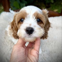 Huckleberry (Huck) - Blenheim male Cavapoo puppy in Wellington, Florida from Heritage Home Cavapoos