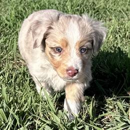 Willow - female Toy Australian Shepherd puppy in Bly, Oregon from Apacheblus Toy Aussies