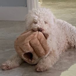Lagotto Romagnolo All Grown Up from Lakeside Lagotto