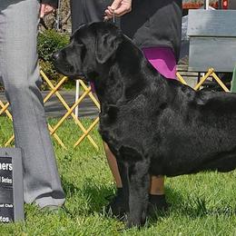 Abarth - Labrador Retriever