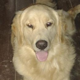 Golden Retrievers and Toy Australian Shepherds from Triple-s-kennel