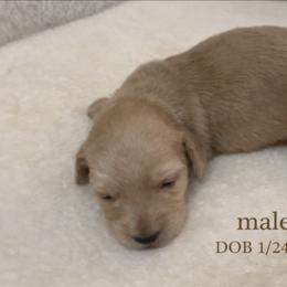 Dachshund Puppies from Sugarfoot Dachshunds
