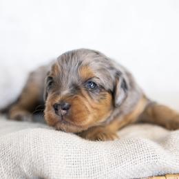 Pocahontas - Blue merle female Bernedoodle puppy in Seffner, Florida from Gold Diamond Pup