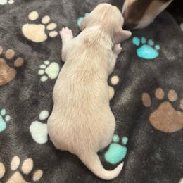 Waylon - Piebald male Dachshund puppy in Dobson, North Carolina from Oakleys Dachshund Haven