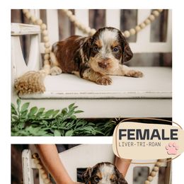 Girl 2 - female English Springer Spaniel puppy in Lake City, Fl, Florida from Spradley Springers & GSP's