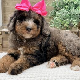 Bernedoodle puppies from Doodle Babies