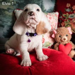 Elvis - Lemon and white male Basset Hound puppy in Hodges, South Carolina from Blooming Basset