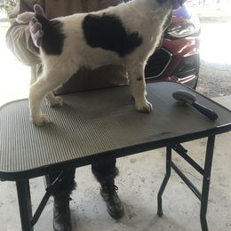 Brittany Puppies from KB Britts