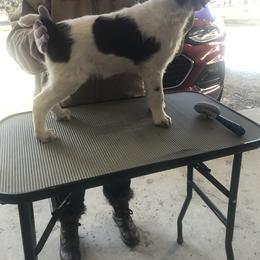 Brittany Puppies from KB Britts
