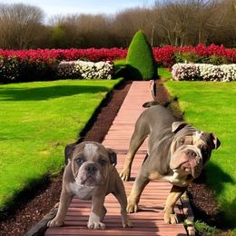 Bulldog puppies from Hamalini Bulldogs LLC