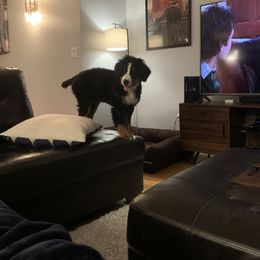Bernese Mountain Dog Puppies from Lonesome Pine Farm