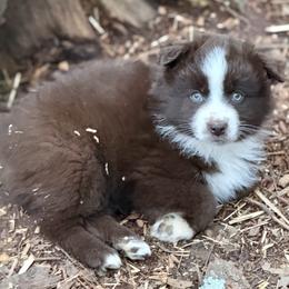 Kader - Red & white male Miniature Australian Shepherd puppy in Patterson, North Carolina from DreamLine Aussies
