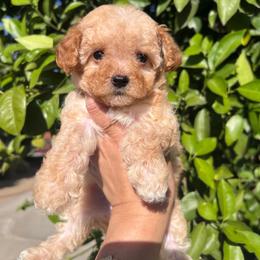 Crumble - Red  female Poodle puppy in Riverside, California from Poodles and Frenchies