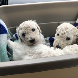 Poodle Puppies from Segraves Poodles