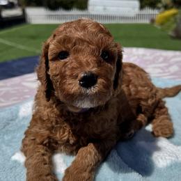 Goldendoodle Puppies from Anna Liu