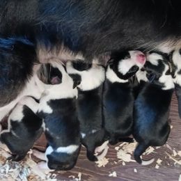 Border Collie Puppies from Wall's Border Collies