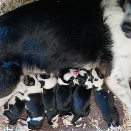 Border Collie Puppies from Wall's Border Collies