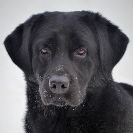Krueger - Labrador Retriever