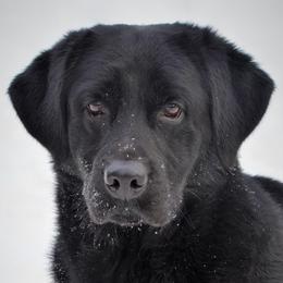 Krueger - Labrador Retriever