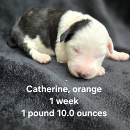 Catherine - Gray and white female Old English Sheepdog puppy in Sutherlin, Oregon from Sapphire Eyes Sheepdogs