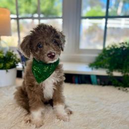 Lucy - White and red merle female Bordoodle puppy in Valley Center, California from Circle R Valley Bordoodls
