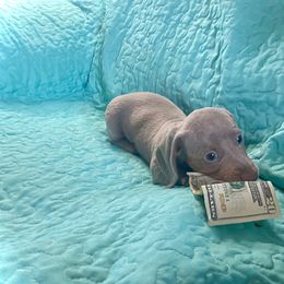 Dachshund Puppies from SR Mini Dachshunds