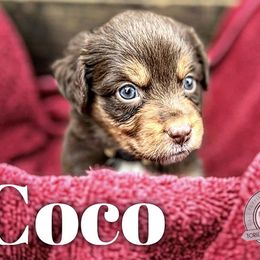 Coco - Red tri Miniature Australian Shepherd puppy in Riverbank, California from Torres Mini Aussie Dreamz