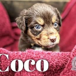 Coco - Red tri Miniature Australian Shepherd puppy in Riverbank, California from Torres Mini Aussie Dreamz