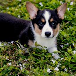 Diana - Black and white female Cardigan Welsh Corgi puppy in St. Petersburg, Florida from Katie's Corgis