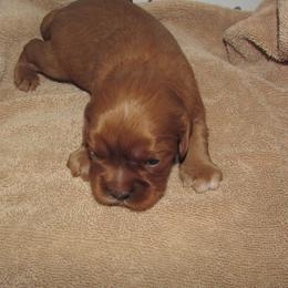 Cavalier King Charles Spaniel puppies from Lori's Cavalier King Charles Spaniels & Dachshunds