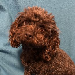 Poodle puppies from Teresa’s Fur Babies