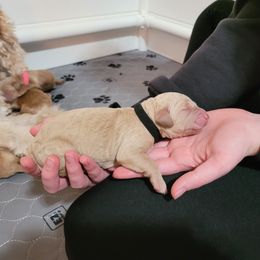 Black - Apricot male Goldendoodle puppy in Summerfield, North Carolina from Lila's Teddybear Goldendoodles