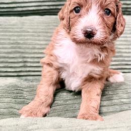 Puppy 7 - Apricot female Irish Doodle puppy in Bloomfield, Iowa from Schooley Doodles
