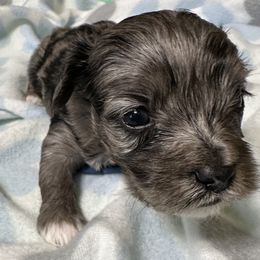 Cockapoo, Goldendoodle, and Maltipoo Puppies from Loris Pampered Pooches💕
