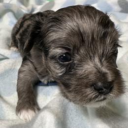 Cockapoo, Goldendoodle, and Maltipoo Puppies from Loris Pampered Pooches💕