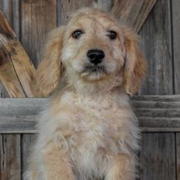 Male 2 - Yellow Collar - Cream male Goldendoodle puppy in Macedon, New York from Toodles Goldendoodles