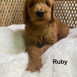 Ruby - Red  female Goldendoodle puppy in Mississippi from Ewing Acres