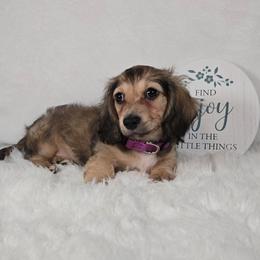 Zuzu - Cream female Dachshund puppy in Pryor, Oklahoma from Mighty Paws Manor