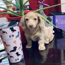 Dachshund Puppies from Meldox