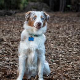 Hank - Miniature Australian Shepherd