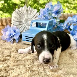 Rocco AKC - Piebald male Dachshund puppy in Hendersonville, North Carolina from Snarky Doxy Miniature Dachshunds