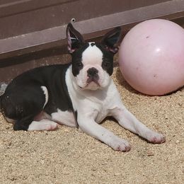 Boston Terrier Puppies from Big Sky Bostons