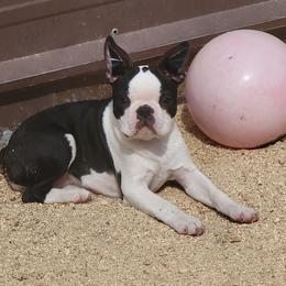 Boston Terrier Puppies from Big Sky Bostons